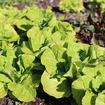 Olive Garden Retreat Milas