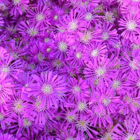 Olive Garden Retreat *