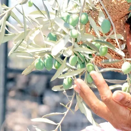 ホテル Olive Garden Retreat *