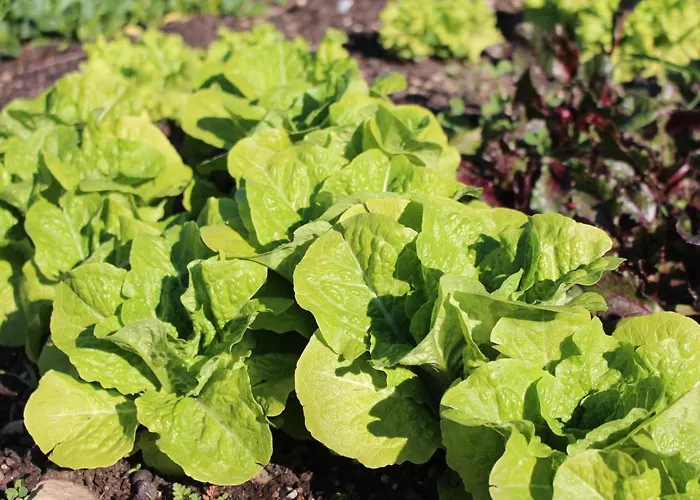 Olive Garden Retreat Milas