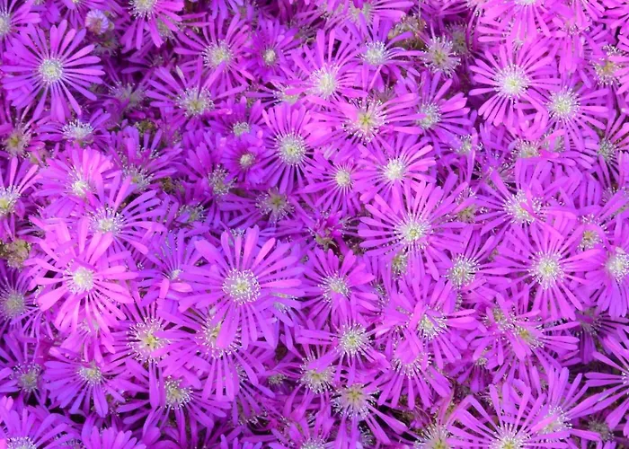 Olive Garden Retreat *