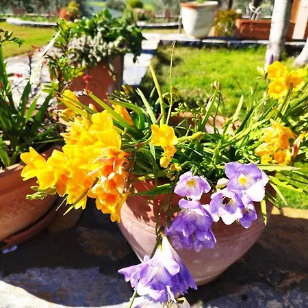 Olive Garden Retreat Otel Milas