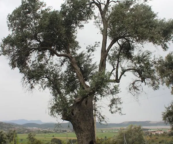 Olive Garden Retreat Milas