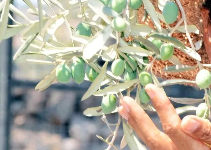 Ξενοδοχείο Olive Garden Retreat *